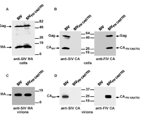 Figure 8. Effect on Gag assembly of the replacement of the SIV CA-CTD by its FIV counterpart