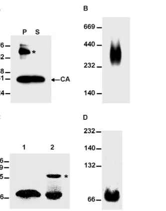 Figure 9. In vitro oligomerization ability of the FIV CA and FIV CA-CTD polypeptides. (A) Sedimentation analysis of the in vitro assembly reaction for recombinant FIV CA