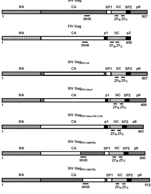 Figure 1. Schematic diagram of the chimeric Gag polyproteins encoded by the proviral SIV constructs.