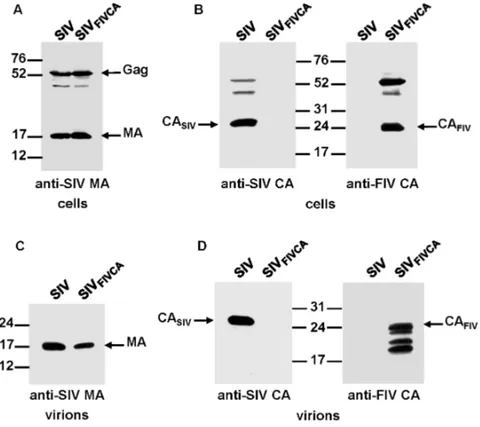 Figure 2. Assembly phenotype of the chimeric SIV FIV CA virus. 293T cells were transfected in parallel with the wild-type SIV SMM-PBj and SIV FIV CA proviral DNAs
