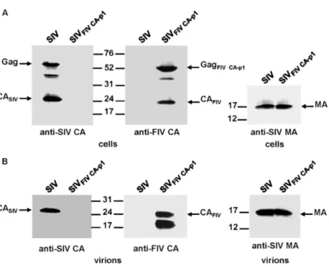 Figure 3. Assembly phenotype of the SIV FIV CA-p1 chimera. 293T cells were transfected in parallel with wild-type SIV SMM-PBj and SIV FIV CA-p1 proviral DNAs