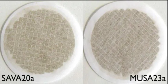 Fig. 4. Teflon filter samples from the savanna grass (left, SAVA20a) and the musasa (right, MUSA23a) combustion experiments.