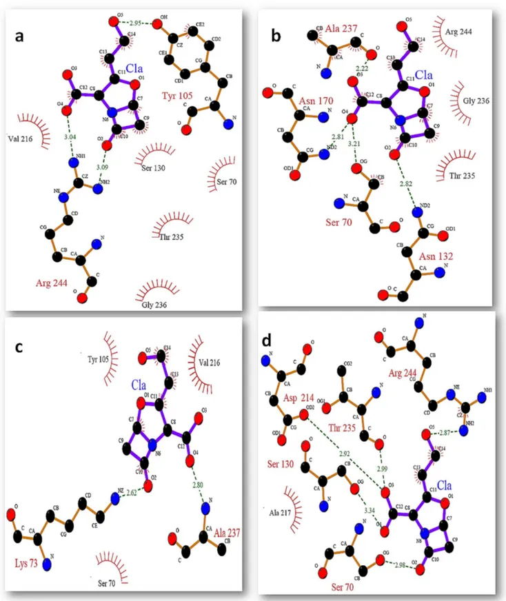 Figure 12. Binding mode of clavulanic acid with active site residues of SHV wt at different time intervals (a) binding of ca at 0 ns (b) binding of ca at 2 ns (c) binding of ca at 5 ns (d) binding of ca at 10 ns.