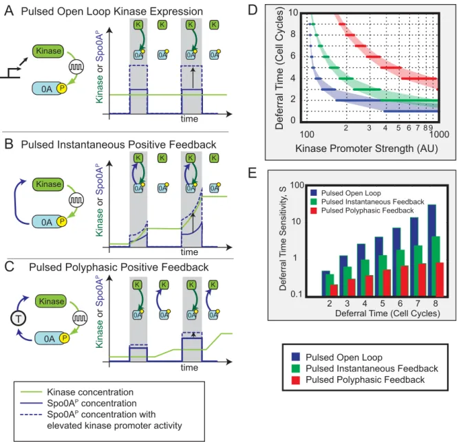 Figure 6. Pulsed polyphasic feedback can enable long deferral times with reduced sensitivity to parameters (schematic)