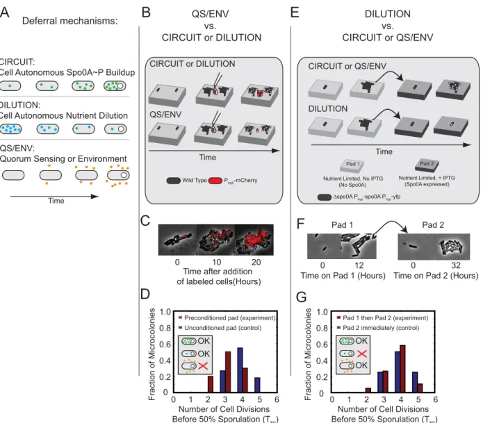 Figure 2. Multi-cell-cycle deferral is generated by cell-autonomous Spo0A circuit dynamics, rather than environmental changes or internal dilution