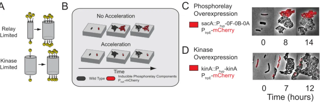 Figure 3. Spo0A P activity growth is kinase-limited. (A) Two alternative regimes in which pulse growth could occur