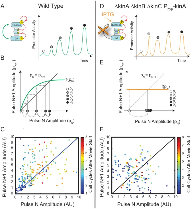 Figure 4. Return maps reveal that pulse growth depends on kinase feedback. (A) Pulse dynamics can be analyzed as a sequence of discrete pulse events