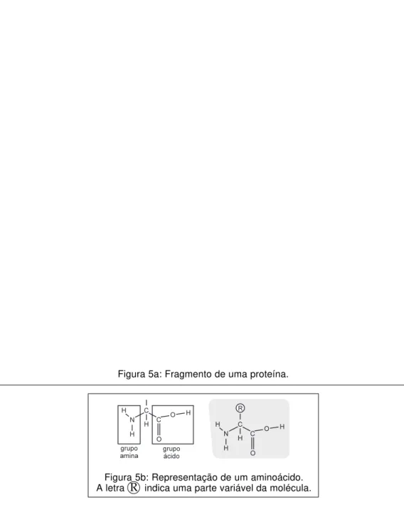 Figura 5a: Fragmento de uma proteína.