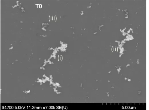 Fig. 4. Field emission scanning electron microscope image of particles collected at T0 site on a nuclepore membrane, illustrating a broad distribution of fractal soot aggregates