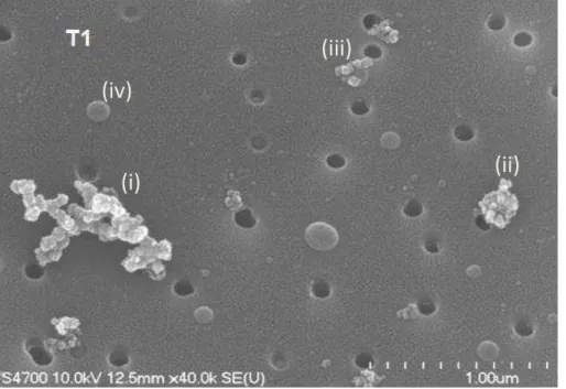 Fig. 6. FE-SEM image of particles collected at T1 site on a nuclepore membrane. The dark circles are the holes in the collection substrate