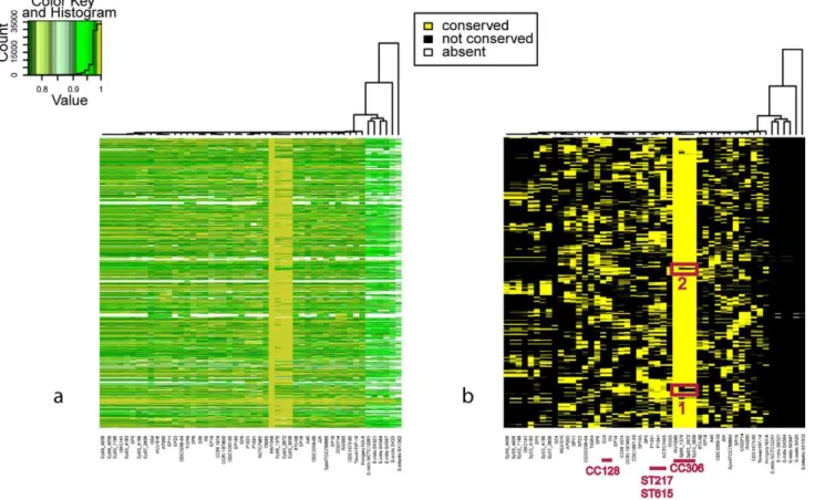 Figure 5. Recombination in S. pneumoniae CC306. a) Comparison of S. pneumoniae INV104B (CC306, Serotype 1) with all the other S.