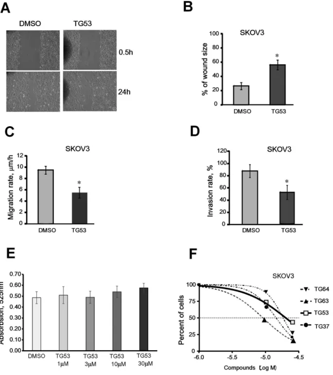 Figure 5. Effect of TG53 on SKOV3 cell migration, invasion, and proliferation. A, Representative phase-contrast microscopy images of cells migrating into the wounded area in an in vitro scratch wound healing assay