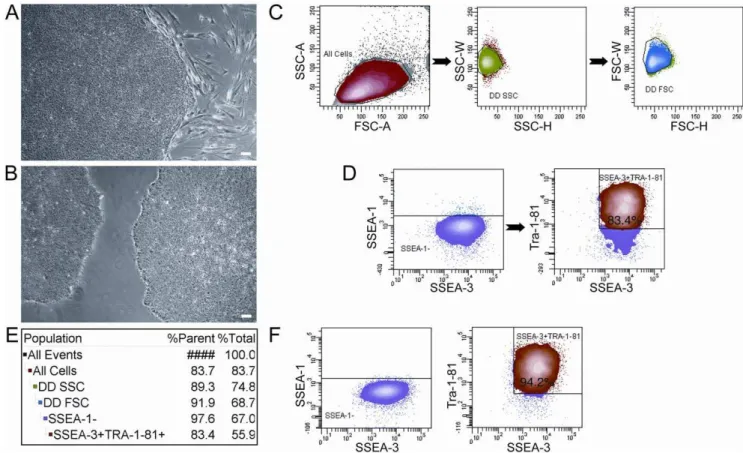Figure 1. Sorting strategy for hESCs. Bright field images of A) H9 hESCs grown on feeders at passage 42 prior to sorting and B) H9 hESCs grown feeder-free at passage 33 prior to sorting