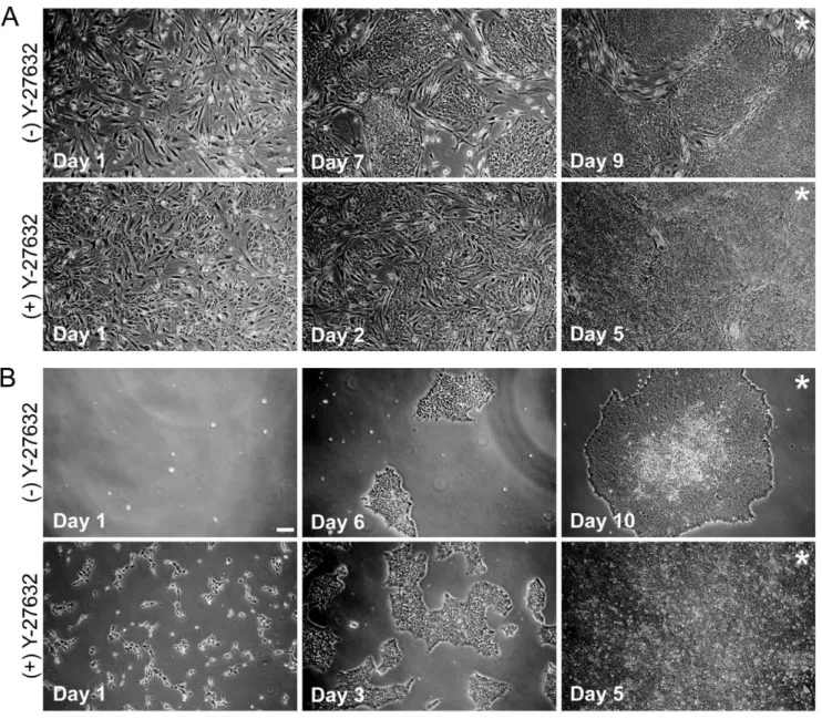Figure 2. Morphology of hESCs after sorting without and with application of Y-27632. Bright field images of H9 hESCs at various days after sorting without and with Y-27632