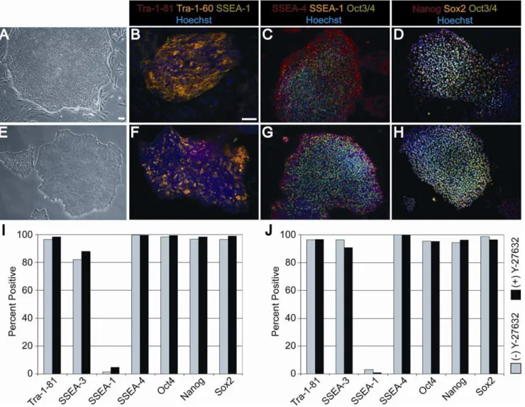 Figure 4. Characterization of hESCs upon extended passaging after sorting with application of Y-27632