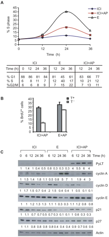 Figure 3. Conditional PyLT expression induces cell cycle progression, an increase in cyclin A and a decrease in p21 in ICI treated cells