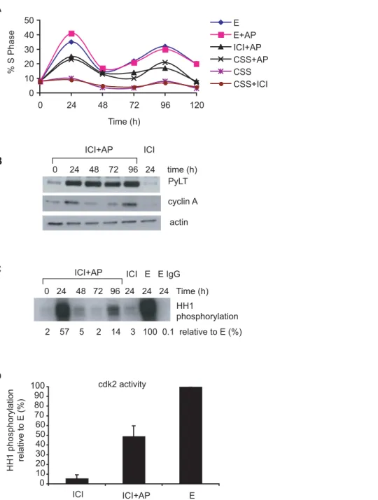 Figure 4. PyLT induces proliferation of ICI treated cells over 2 cell cycles and activates cdk2