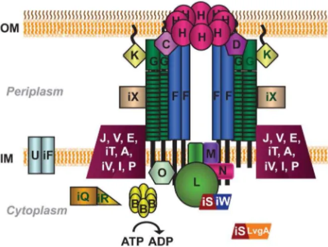 Figure 1. Schematic of the L. pneumophila type IV secretion system (T4SS). The 27 proteins of the T4SS are shown at their predicted or experimentally determined subcellular locations in the outer membrane (OM), periplasm, inner membrane (IM) and cytoplasm.