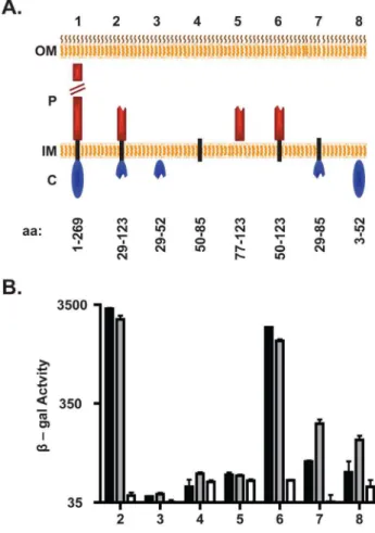 Figure 3. DotF interacts with substrates via its periplasmic and transmembrane domains