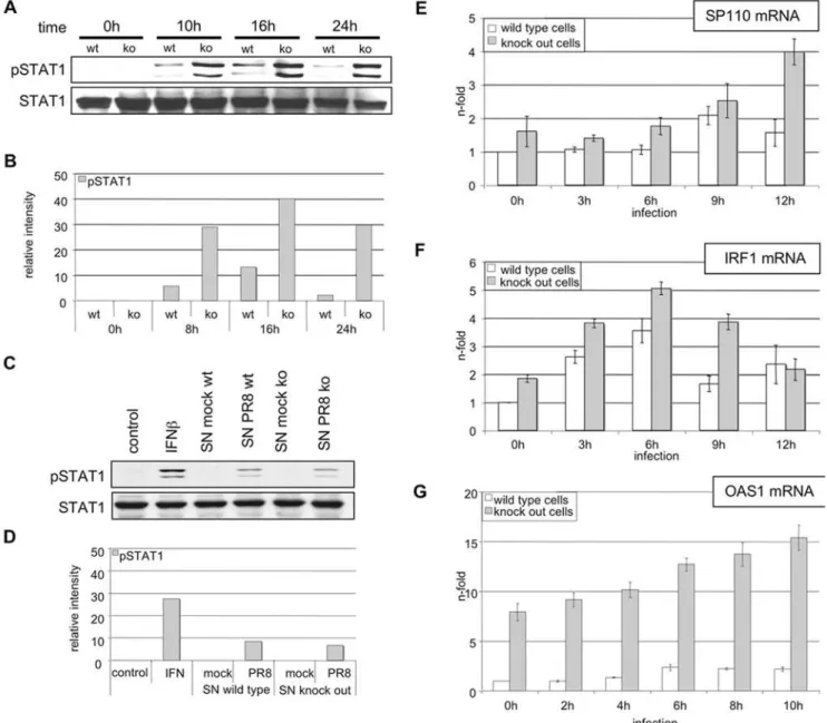 Figure 7. Enhanced STAT1 phosphorylation in infected SOCS-3 deficient MEF correlates with elevated induction of IFNb-stimulated genes