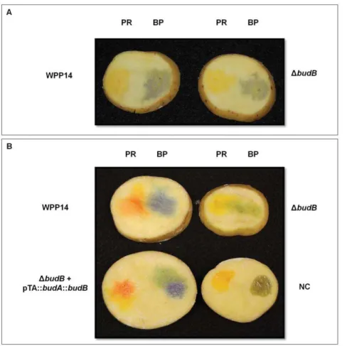 Figure 3. The P. c. subsp. carotovorum budAB operon affects bacterial modification of pH in tubers slices that are incubated anaerobically
