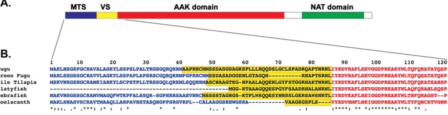 Figure 2. Sequence conservation and domain structure of fish NAGS proteins. A. Domain structure of fish NAGS