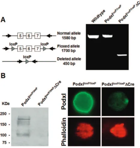 Figure 2. Deletion of the podocalyxin gene in megakaryocytes. (A) PCR amplification of genomic DNA from either control or Podxl-null megakaryocytes