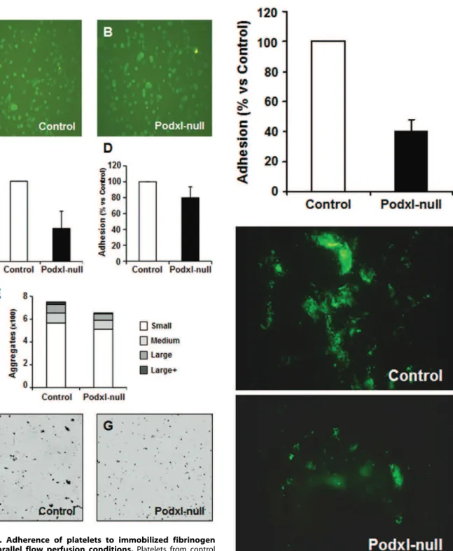 Figure 6. Adherence of platelets to immobilized fibrinogen under parallel flow perfusion conditions