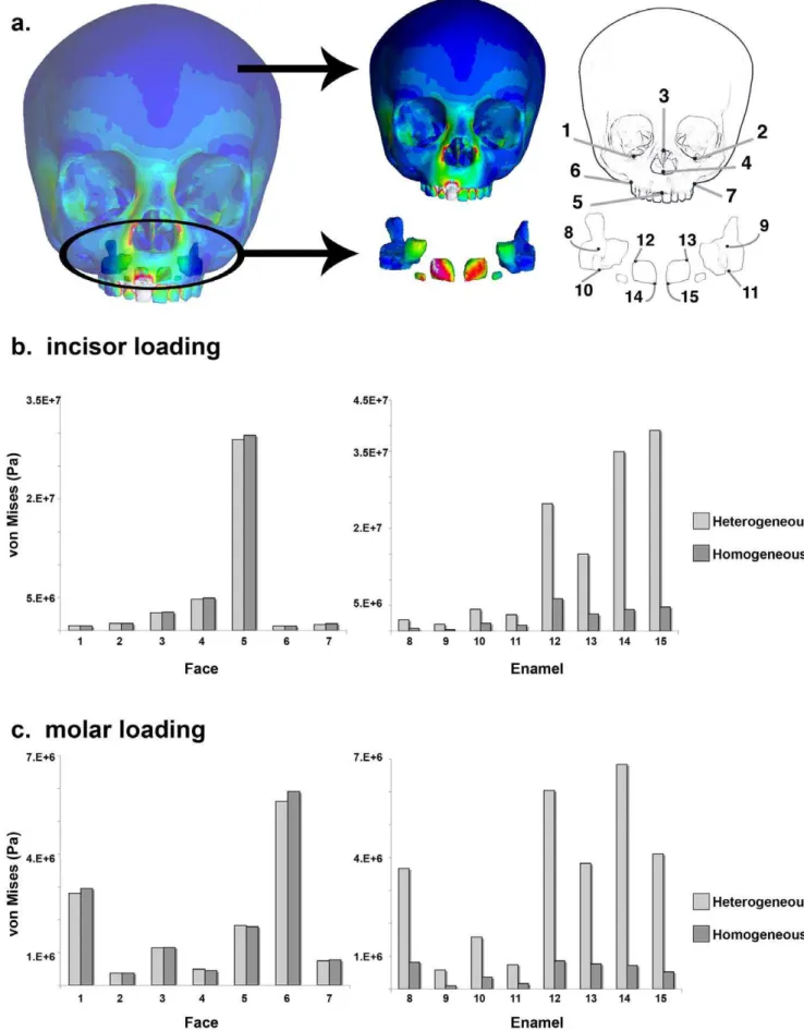 Figure 2. Comparison of von Mises stress by landmark. Von Mises stress values are shown for fifteen landmarks from the face and the embedded enamel caps (a)