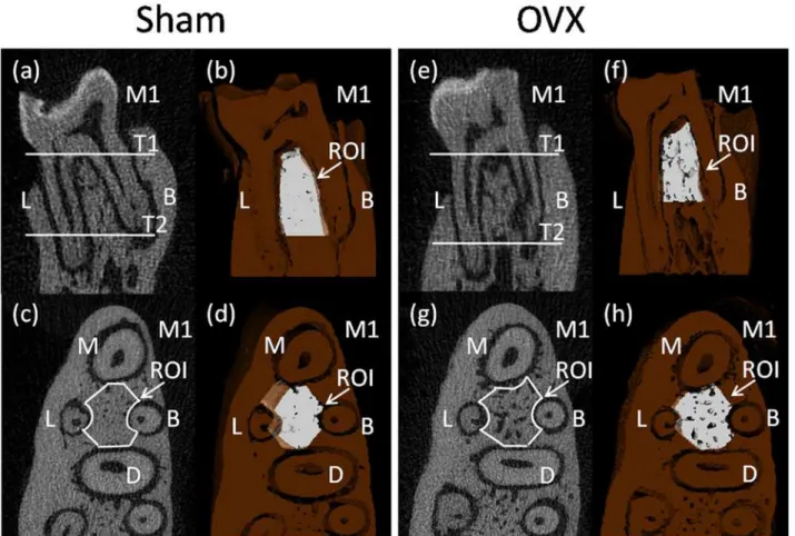 Fig 1. Micro-CT images of the rat mandibular alveolar bone and the mandibular first molar