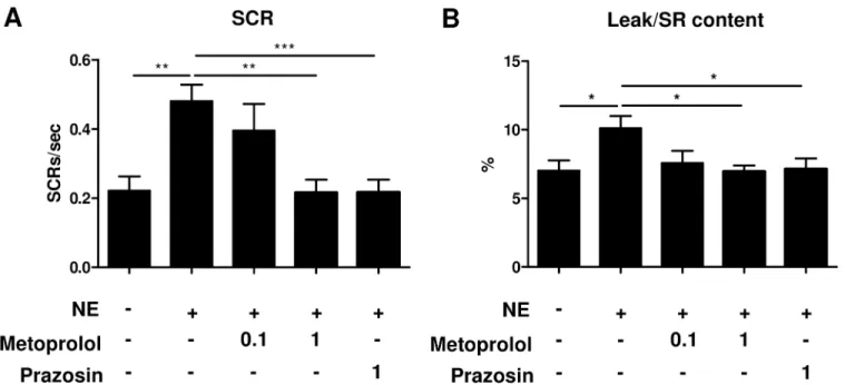 Fig 5. Norepinephrine induces SR Ca 2+ leak and spontaneous Ca 2+ releases via β1- and α1-AR mediated signaling
