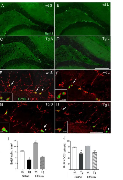 Figure 3. Cell proliferation in the SGZ of 7-month-old wt and TgCRND8 mice and effect of lithium salts