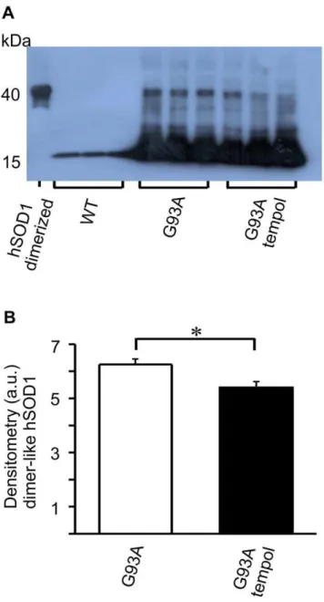 Figure 7. Effects of oral tempol on unfolded SOD1 forms in spinal cord homogenates of G93A rats