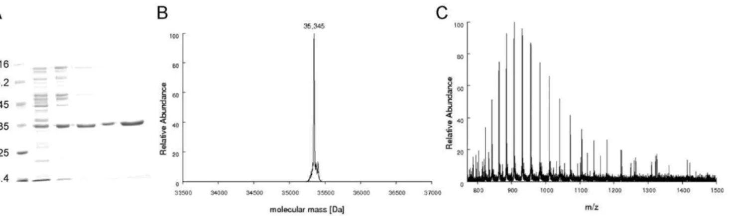 Figure 2. A) MtPRS purification steps. Lane 1: Protein Marker – Fermentas; lane 2: crude extract; lane 3: sample loaded on Q-Sepharose; lane 4: