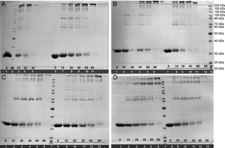Figure 3. Mt PRS quaternary structure assignment by glutaraldehyde cross-linking experiments