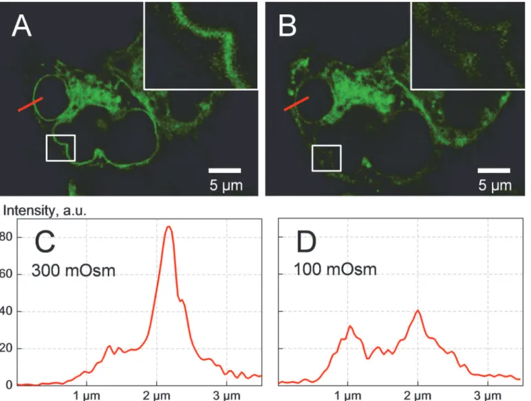 Fig 4. Confocal fluorescence imaging of HEK293 cells overexpressing the fusion protein SLC5A3-EGFP