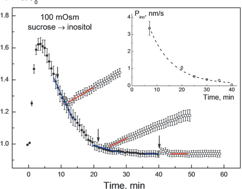 Fig 1. Changes in the normalized volume v = V/V 0 of HEK293 cells in response to sequential application of sucrose and myo-inositol solutions of the same osmolality of 100 mOsm