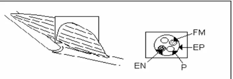 Fig. 2. Corte transversal del músculo estriado donde se puede observar el epimisio, perimisio, fibra  muscular y endomisio 