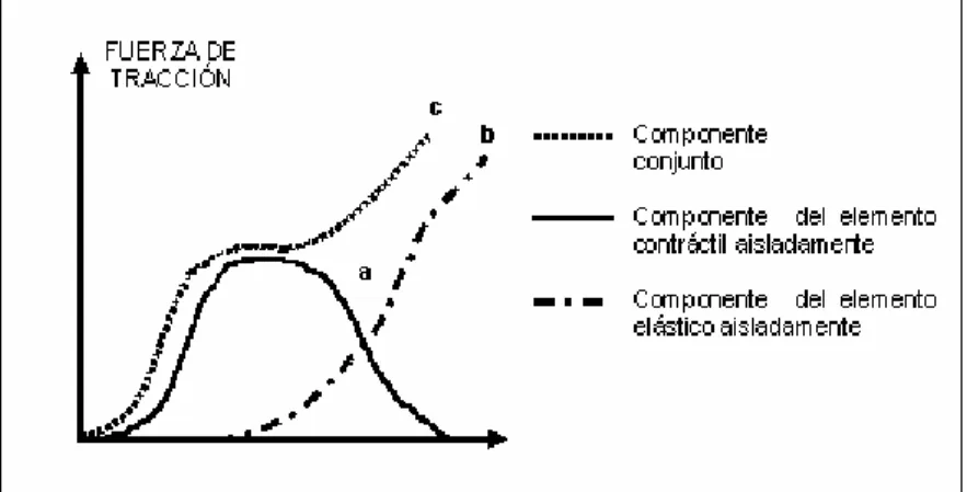 Fig. 4. Tensión del músculo ante la deformación, a) del componente contráctil; b) del componente  elástico aislado (músculo relajado) y; c) del componente del elemento elástico y el contráctil