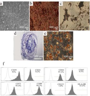 Fig 1. Biological characteristics of USCs. (a) Primary USCs exhibited a spindle-shaped morphology.
