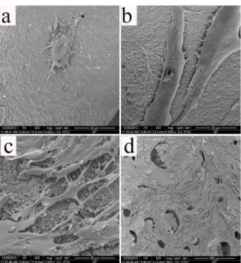 Fig 2. Scanning electron micrographs of USCs on β-TCP scaffold after different incubation time