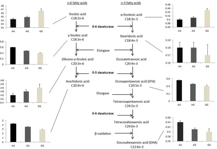 Figure 1. Effect of genotypes of rs174547 on synthesis of PUFAs in the n-3 and n-6 pathways