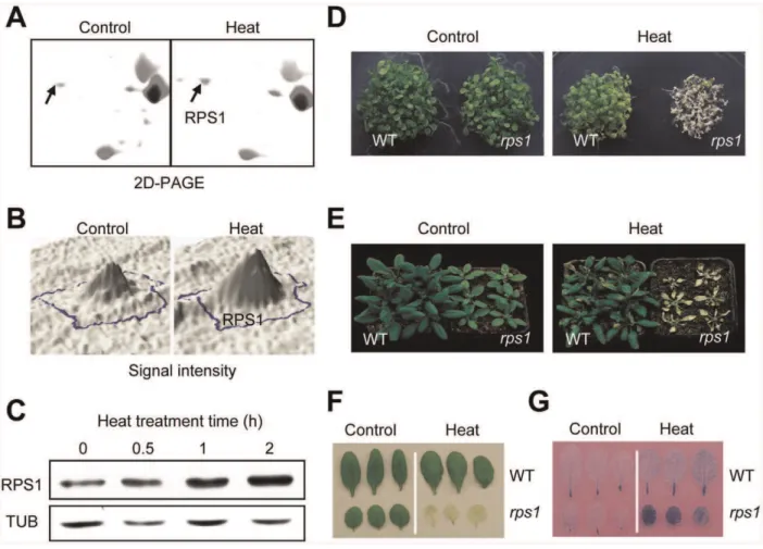 Figure 1. RPS1 is a heat-responsive protein required for heat tolerance. (A) Zoom-in view of the RPS1 spot in the images of 2D-PAGE electrophoresis separation of proteins in response to heat treatment (38uC, 2 h) in dark