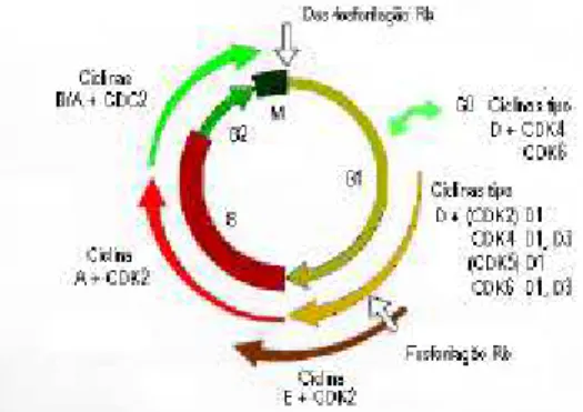 Figura 2 - Acumulação ao longo do ciclo celular dos diferentes complexos ciclina/Cdk