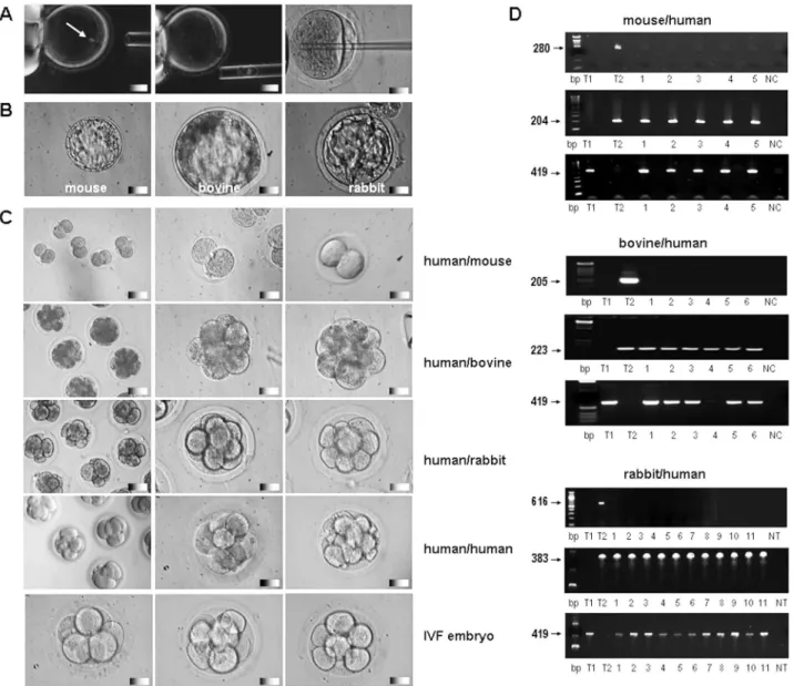 FIG. 1. Somatic cell nuclear transfer using human and animal oocytes. ( A ) Stages of nuclear transfer