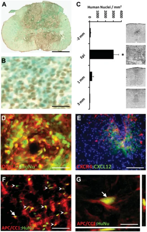 Figure 3. Transplantation of human em- em-bryonic stem cell (hESC)-derived  oligoden-drocyte progenitor cells (OPCs) into acute cervical spinal cord injury resulted in cell survival, limited migration from the site of implantation, and differentiation to m