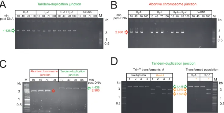 Figure S5CD) (Figure 7B). Sequencing of these junctions identified R 4/3 and R 6/5 mixed recombination sites (Figure S5EF).