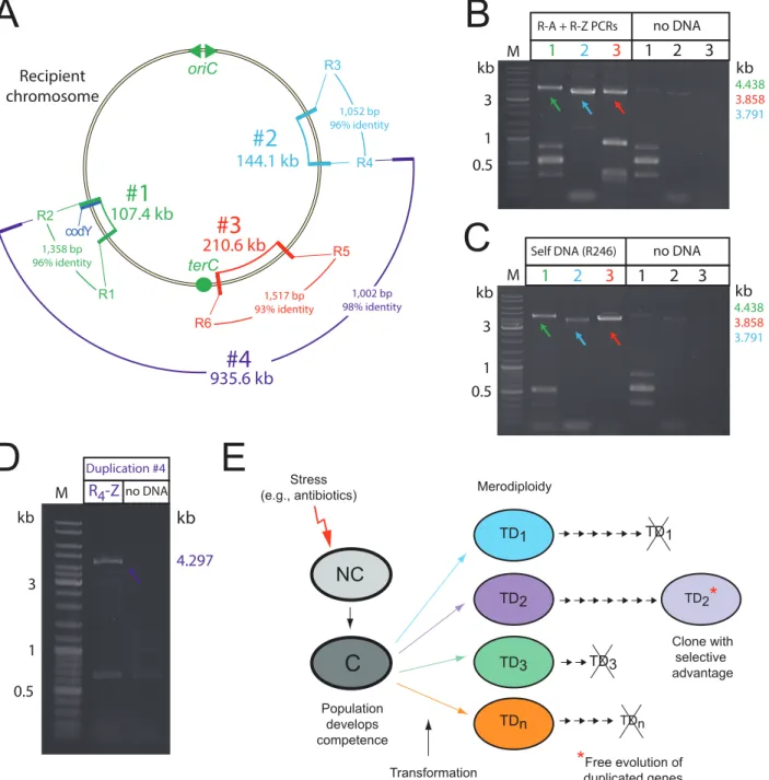 Figure 7. Transformation-triggered merodiploidy is a general process. (A) Chromosomal location of generated TDs