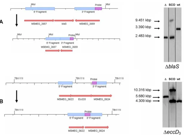 Figure 2. Strategy for targeted generation of mutants and Southern blot analysis. (A) Schematic drawing of the blaS (MSMEG_2658) genomic region of the wild-type and the knock out strain (not drawn to scale)
