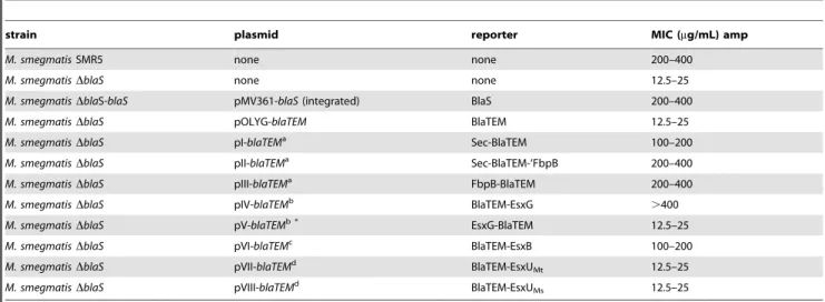 Figure 3. Protein expression of BlaTEM reporter constructs shown by Western blot analysis